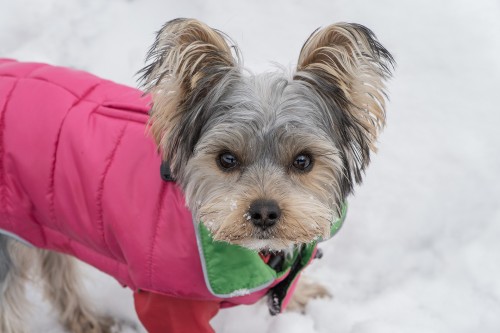 manteau hiver pour petit chien