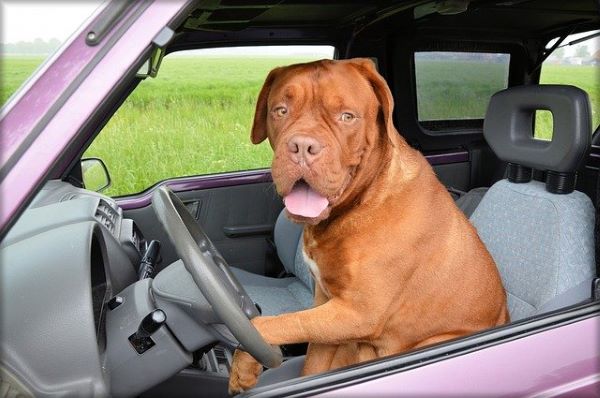 Transporter un chien en voiture : que dit le code de la route