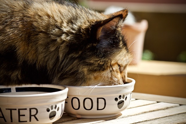 Bien nourrir un chat : quelle nourriture donner à son chat ?