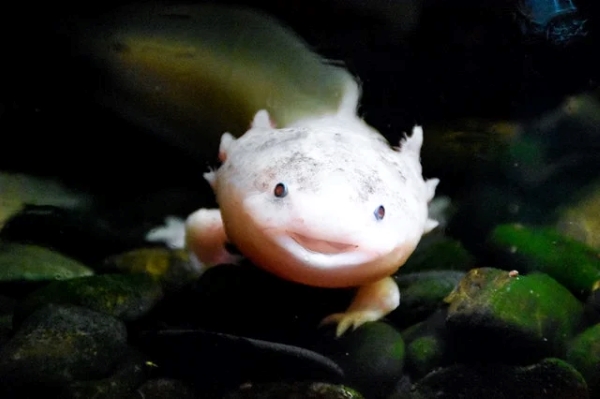 axolotl in einem Aquaterrarium