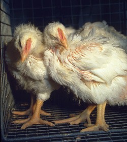Comment traiter la coccidiose des poules : causes, symptômes et traitements