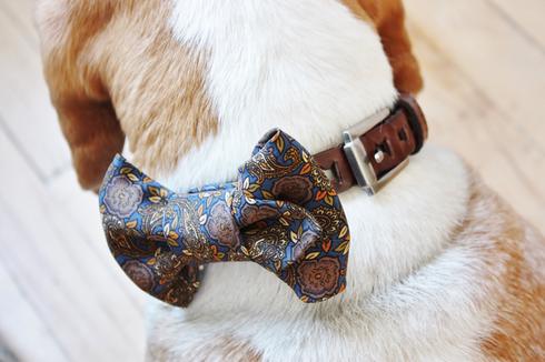 Collier cravate pour chien et chat - Petits Compagnons