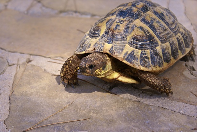 Comment manipuler ma tortue ? - Blog