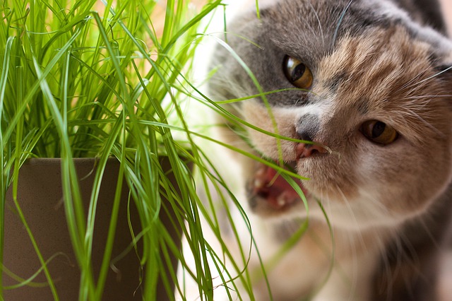 Herbe à chat : 5 choses à savoir ! - Blog