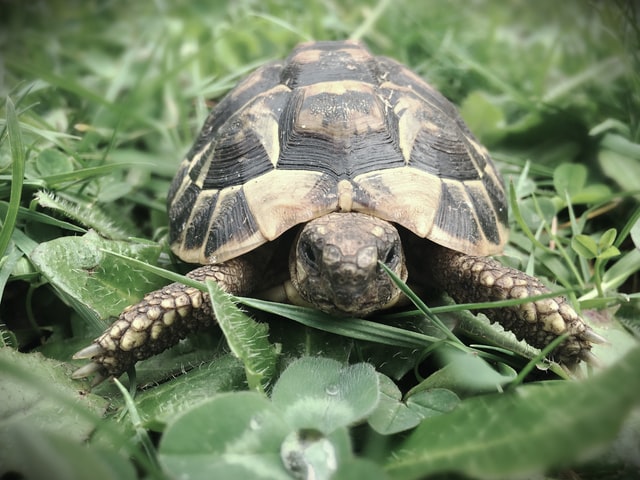 https://www.zoomalia.com/blogz/1818/herman-tortoise-1706455_640.jpeg
