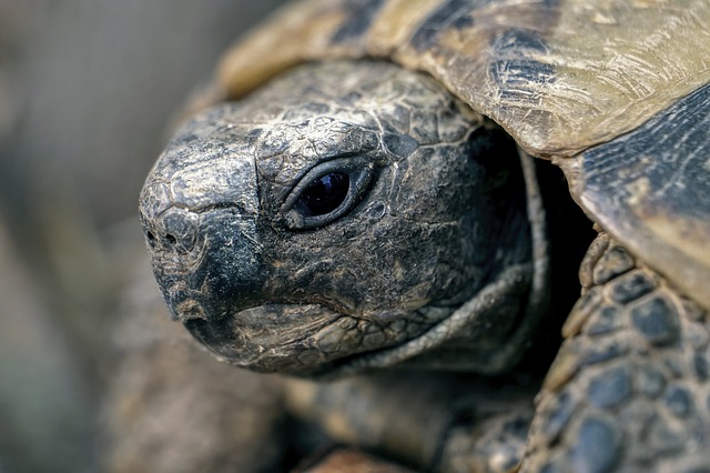 Comment nourrir un bébé tortue: 10 étapes (avec images)