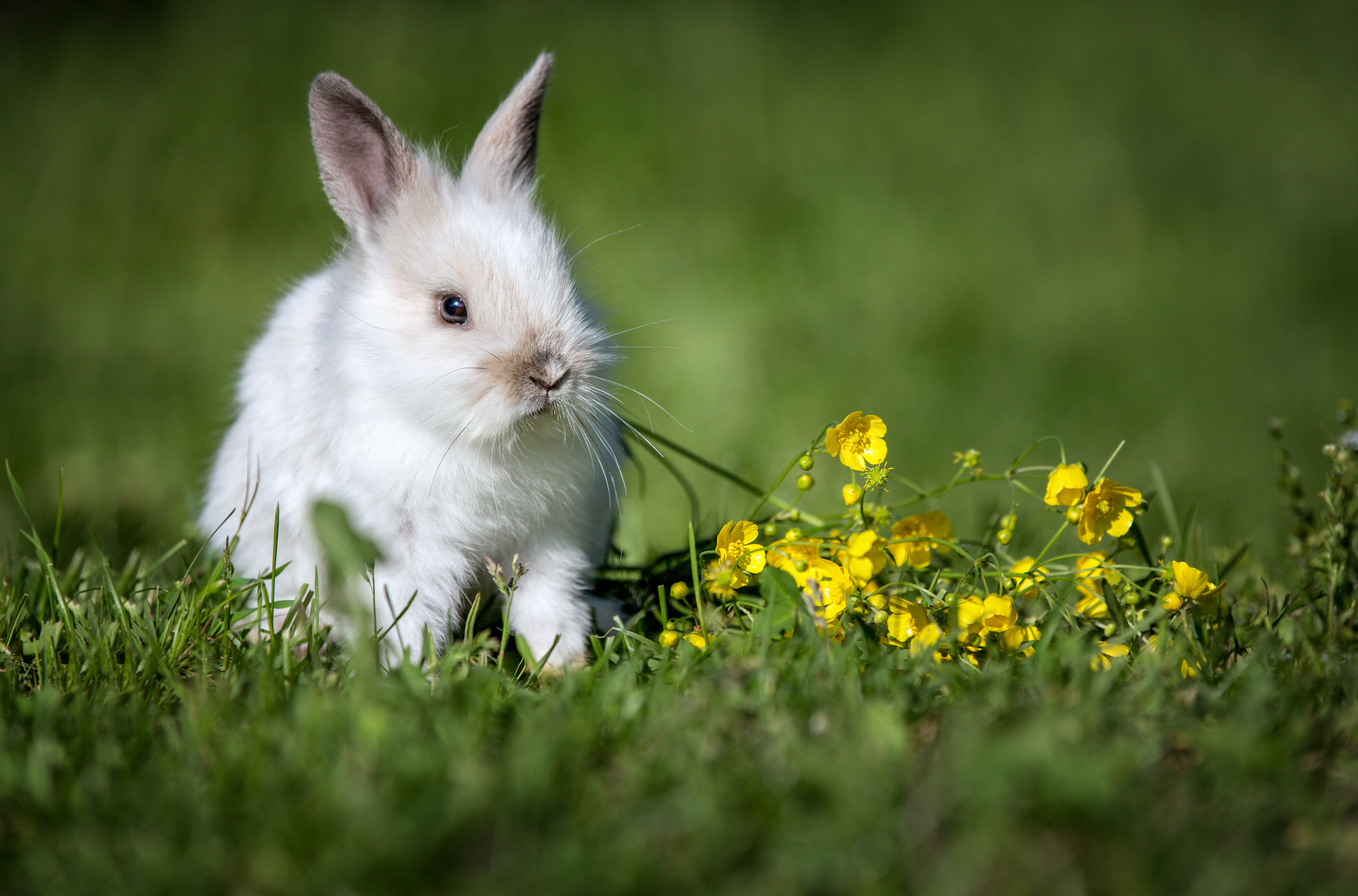 Caractère et comportement du lapin