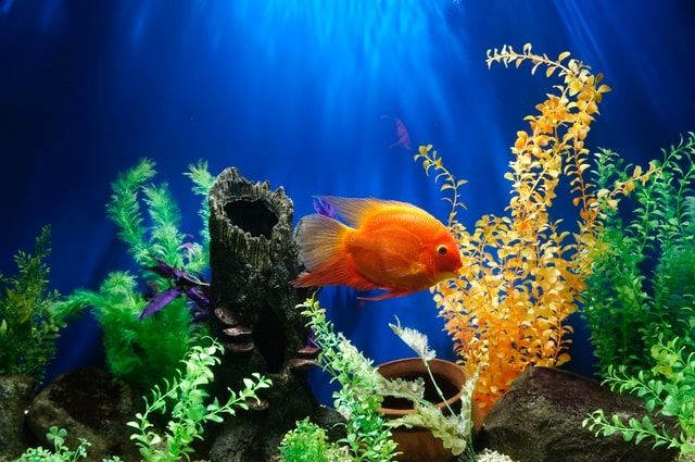 Poissons : comment bien choisir son aquarium ?