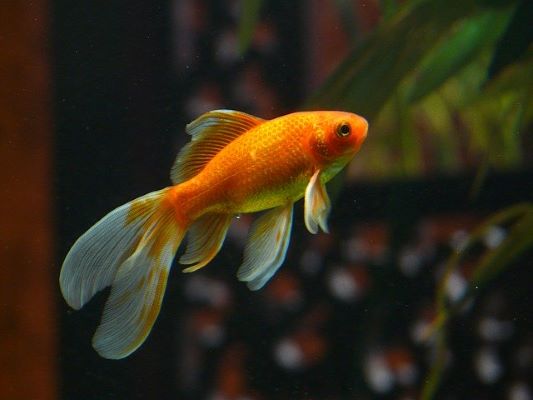 Les poissons rouges (en aquarium)