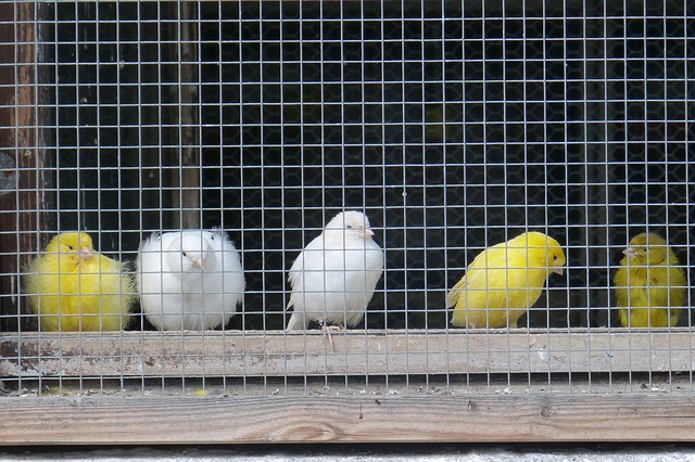 Quels oiseaux choisir pour une volière extérieure ? - Blog Jardin Couvert -  Conseils jardinage et serres
