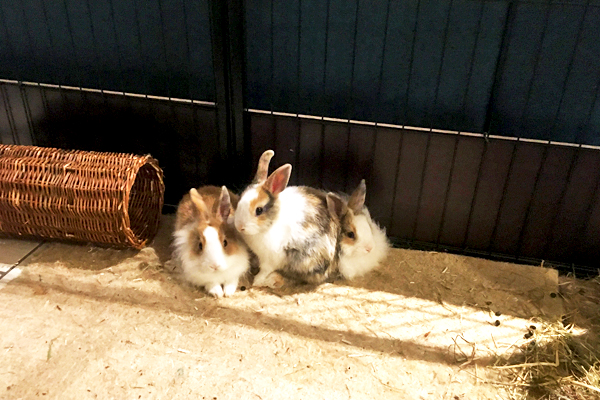 Protéger les fils électriques - Les 3 petits lapins