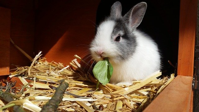 Quelles friandises donner à mon lapin ?, Animalerie