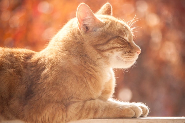 Les ronronnements du chat : quels sont leurs bienfaits ?