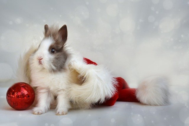 10 idées de cadeaux de Noël pour son lapin - Rabbits World