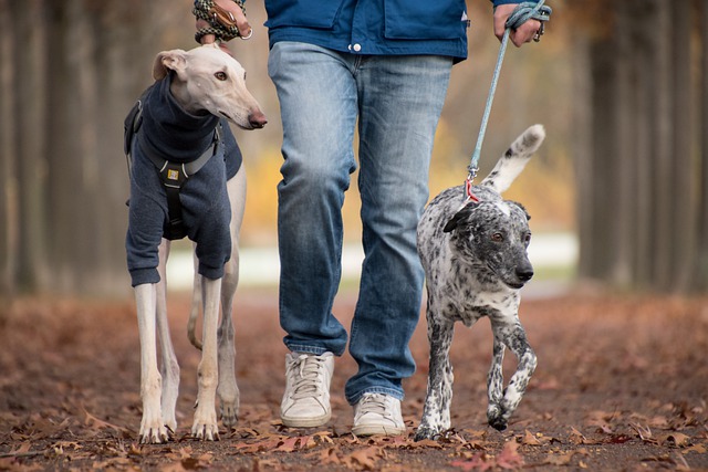 5 conseils pour la promenade du chien : team laisse ou harnais