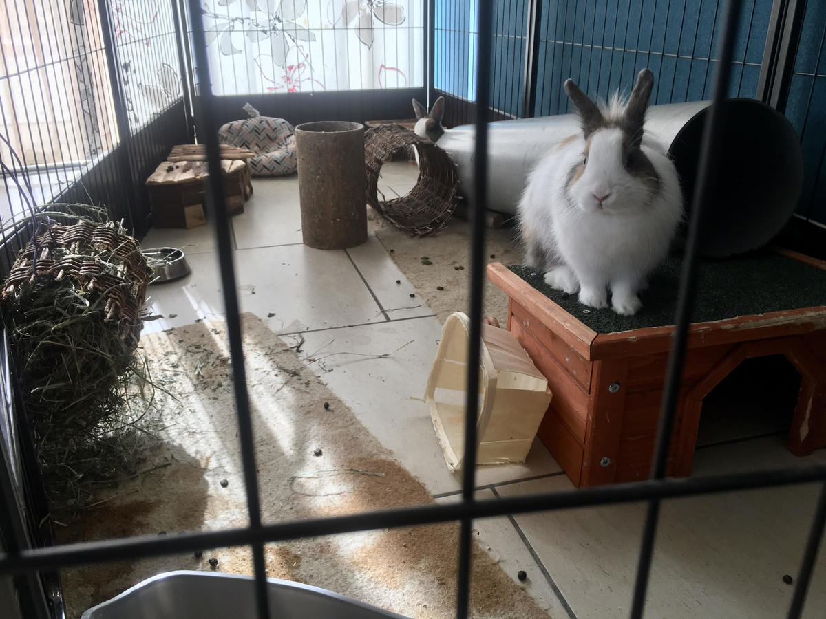 Parc d'intérieur pour lapins - Parc d'intérieur pour lapins, cage