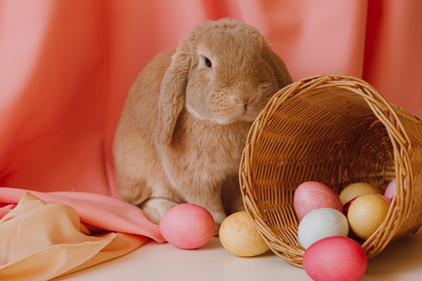 Pâques : l'origine de nos animaux de compagnie en chocolat - Blog