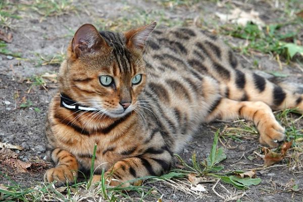 5 races de chats originales - Homycat