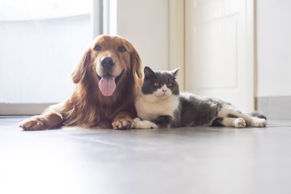 DIY : 5 idées anti puce maison pour l'habitat du chien et du chat - Blog