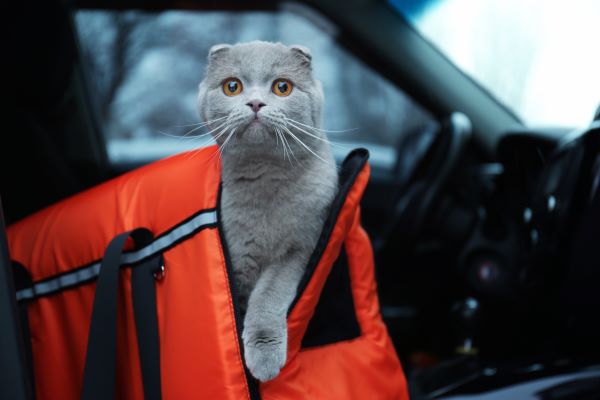 Transporter son chat en voiture : les conseils clés