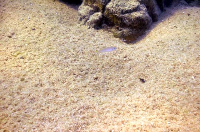 Le sol de l'aquarium d'eau douce