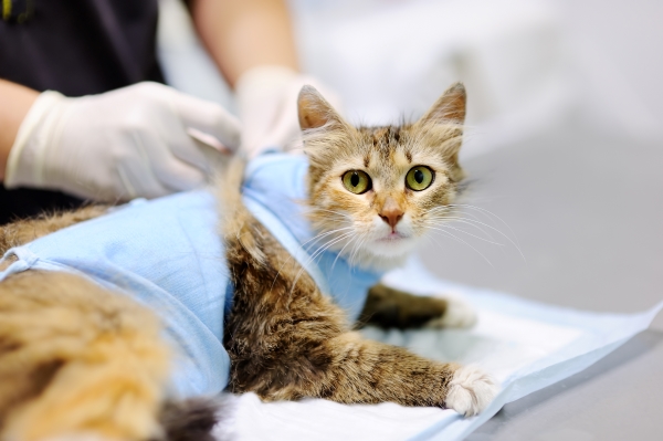 Gesteriliseerde of gecastreerde kat na de operatie in een dierenkliniek