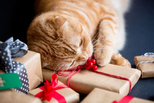 Quel cadeau de Noël pour chat ? (version 2021)