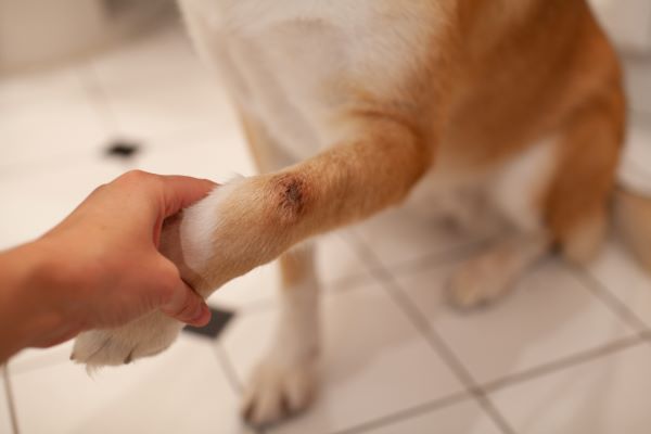 Comment soigner une infection ou une blessure des coussinets chez le chien ?