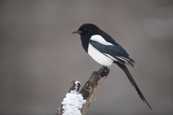 Les 21 oiseaux du jardin en hiver : quels sont-ils ? - Blog