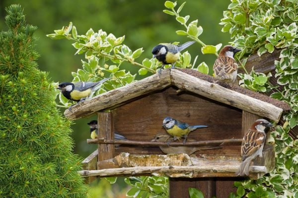 Mangeoire à Oiseaux En Bois Sur Arbre Au Printemps Parc Ou Jardin