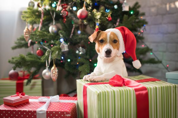25 idées de cadeaux de Noël à faire à votre chien
