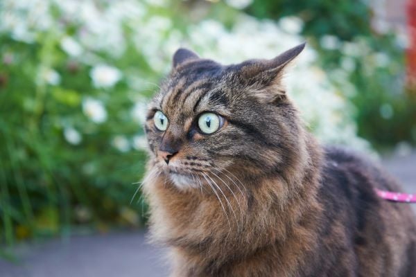 La dermatite du chat stressé : comment réagir ?