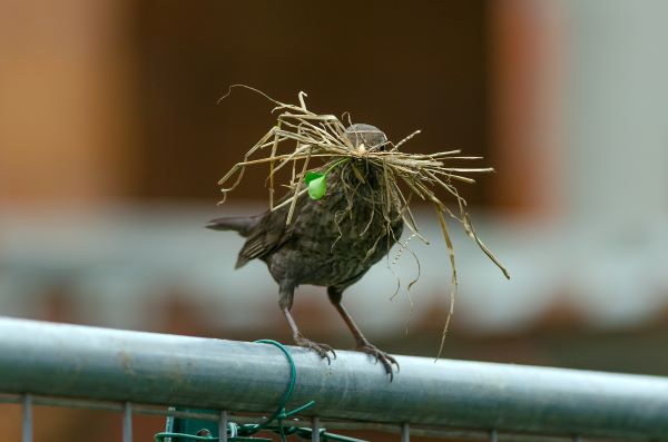 Combien de temps un Oiseau reste dans son nid ? Les 4 Stades - Blog