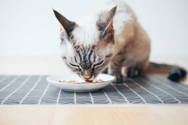 5 recettes maison pour votre chat faciles à réaliser