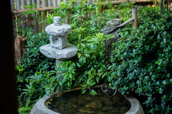 Comment choisir les plantes aquatiques pour un bassin de jardin?