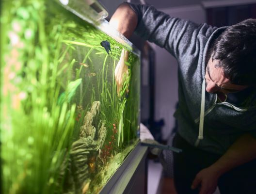 Algue dans l'aquarium : comment s'en débarrasser ? Truc & astuce