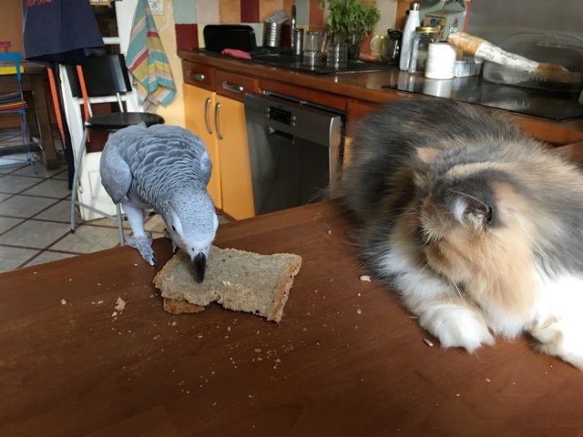 Zoé picoteando una tostada al lado de un gato