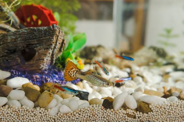 Poissons nettoyeurs d'aquarium : lesquels choisir pour quelle