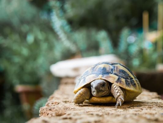 Winterslaap van mijn schildpad: Hoe bereid je je goed voor?