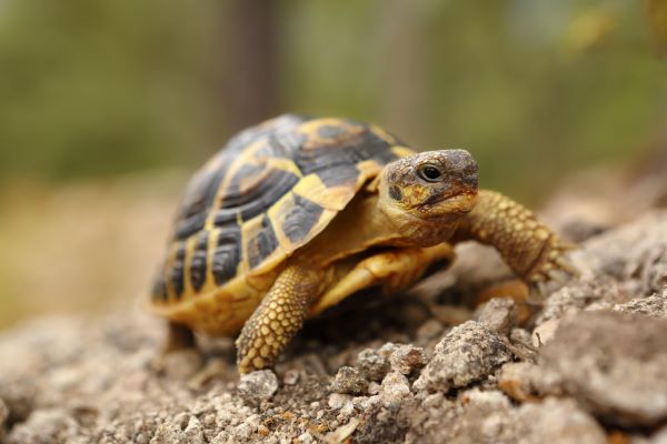 Landschildkröte: Hermann'sche Landschildkröte, die sich auf den Winterschlaf vorbereitet