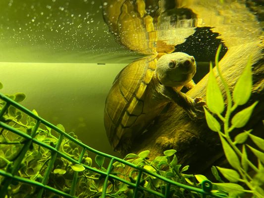 Gewone bijtschildpad in het water die zal overwinteren