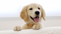 Où faire dormir mon chien d'appartement ? - Blog