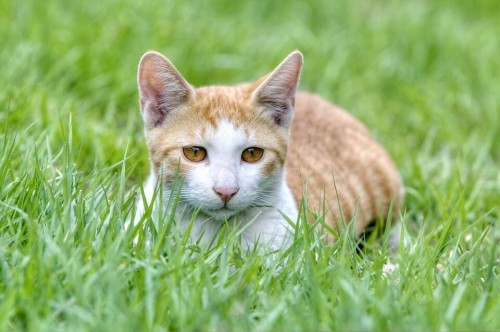 L'herbe à chat : quels sont ses effets ? - Wikichat