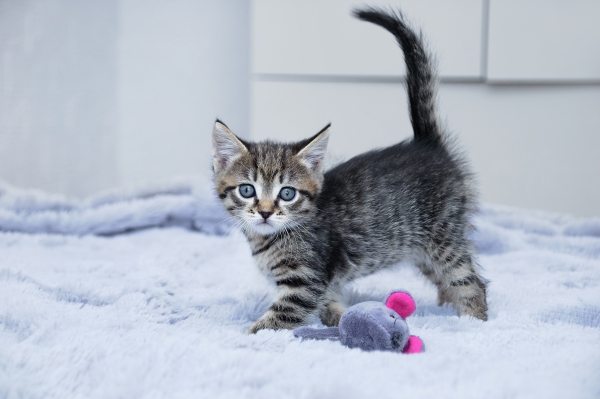 5 idées de jouets pour chat à faire soi-même