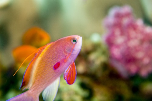 5 étapes pour installer son aquarium - Blog