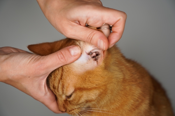 Comment nettoyer les oreilles du chat