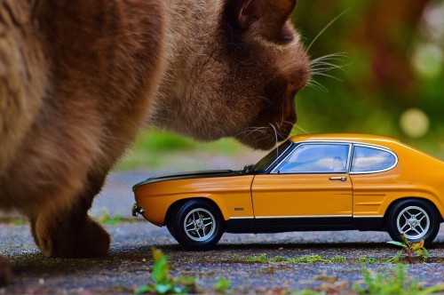 Transporter son chat en voiture : les précautions à prendre - Blog