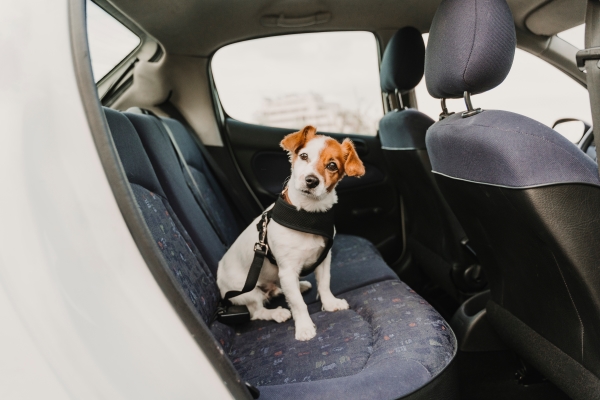 Prenez votre chien en voiture: éviter ces erreurs communes