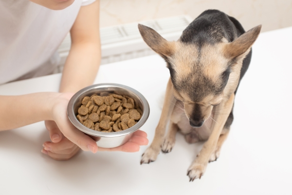 Petit chien anorexique qui refuse de manger ses croquettes