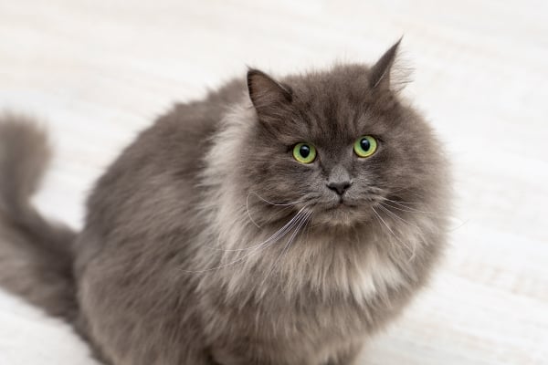 Chat Nebelung rare aux yeux verts fixant l'objectif